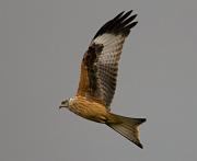 RedKite 30
